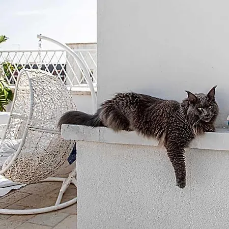Bed & Breakfast Le Bateau Bleu (adults Only)